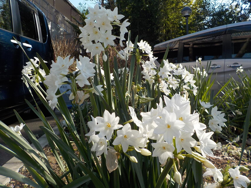 園の庭に水仙の花が咲きました