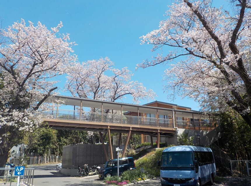 園の桜が満開になりました