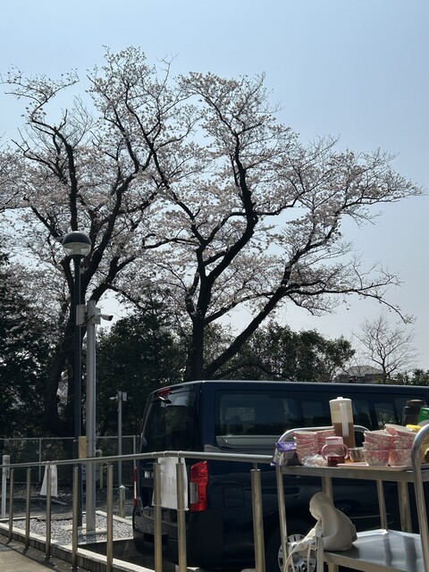 お花見を楽しみました！