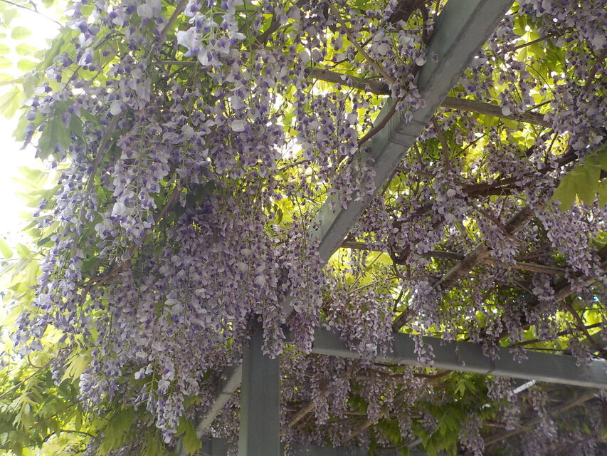 藤の花が咲きました